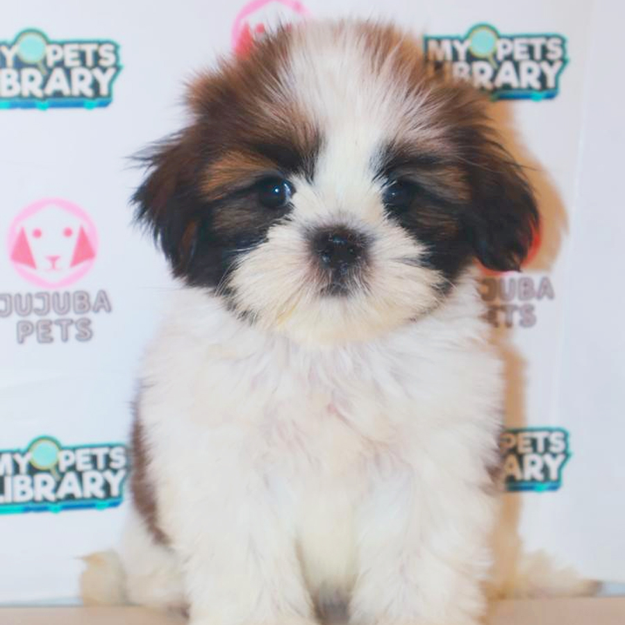 Shih Tzu Puppy