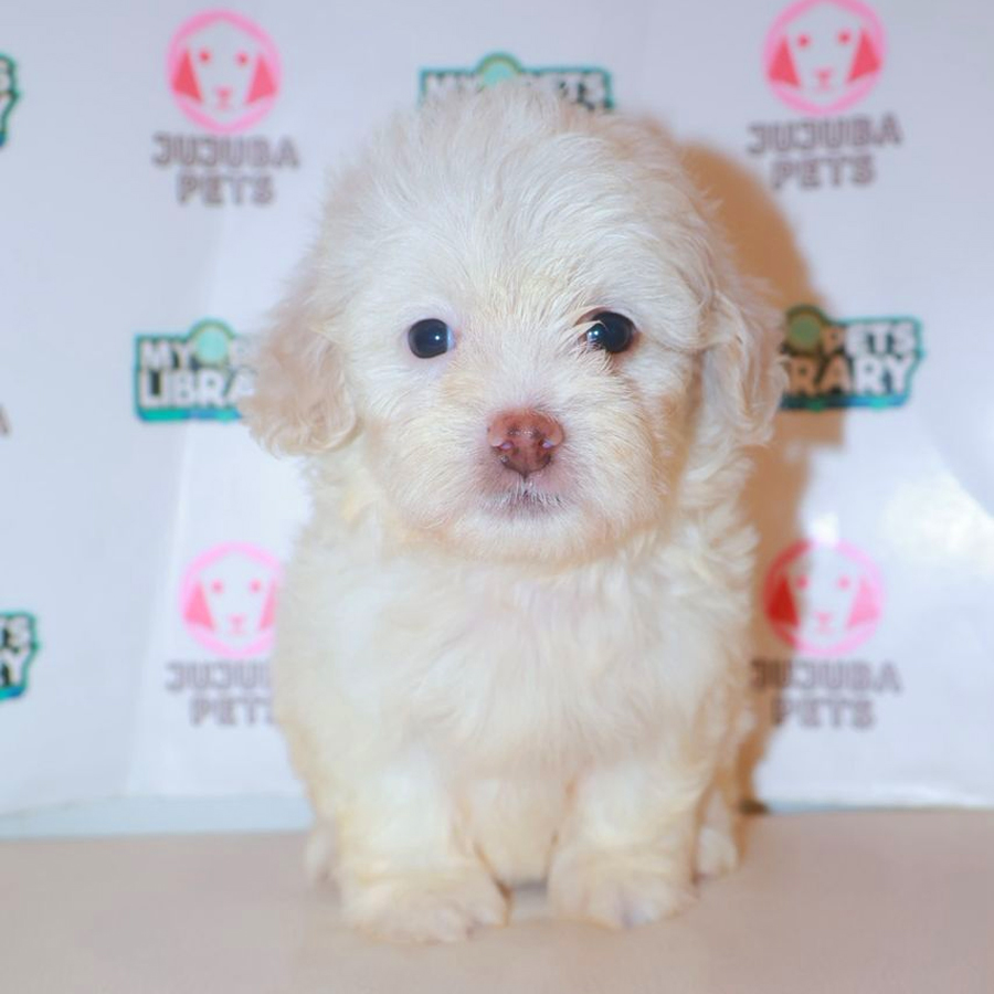 Cockapoo Puppy