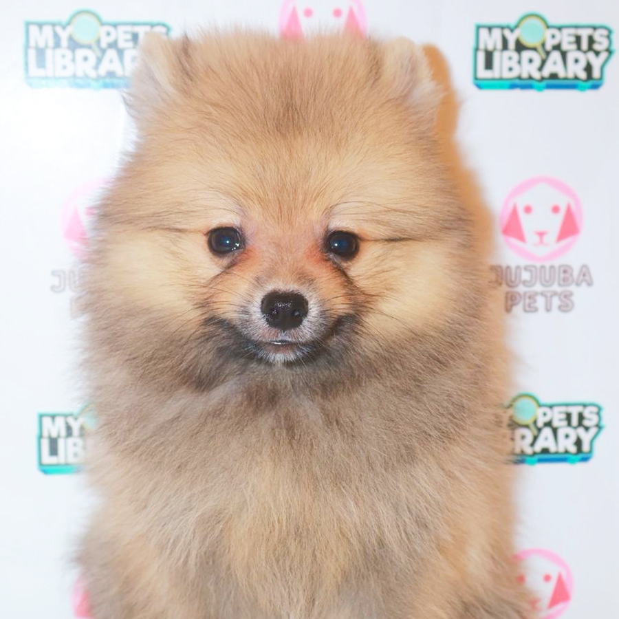 Pomeranian Puppy