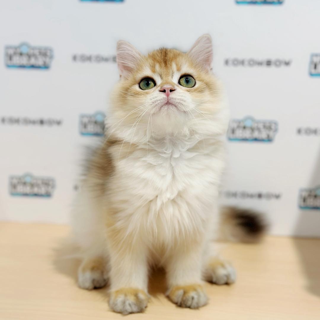 British Longhair Kitten