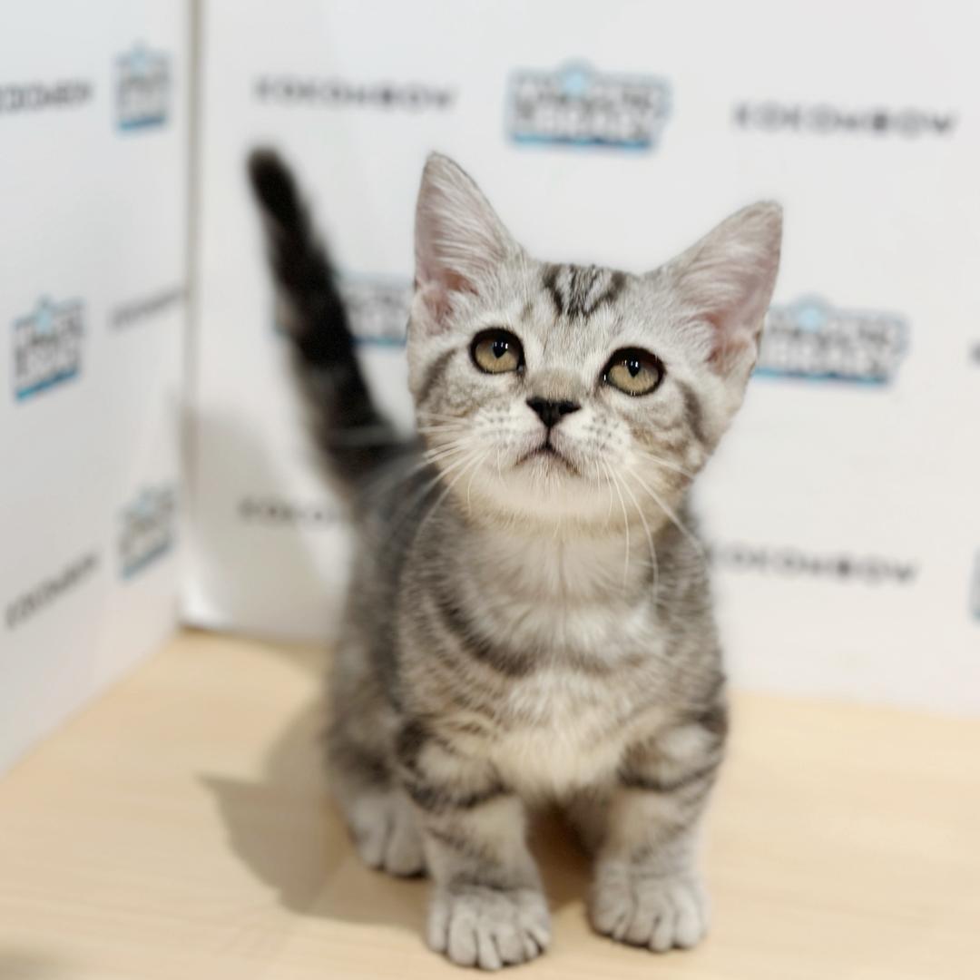 Short Munchkin American Shorthair Kitten