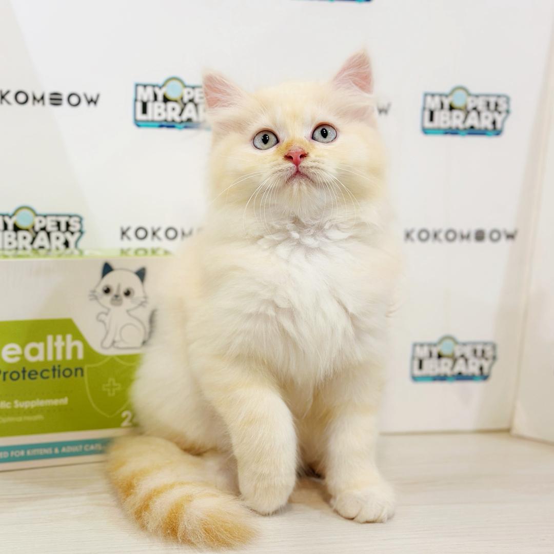 Maine Coon Persian Kitten
