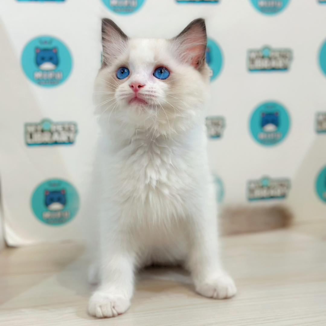 Ragdoll Kitten