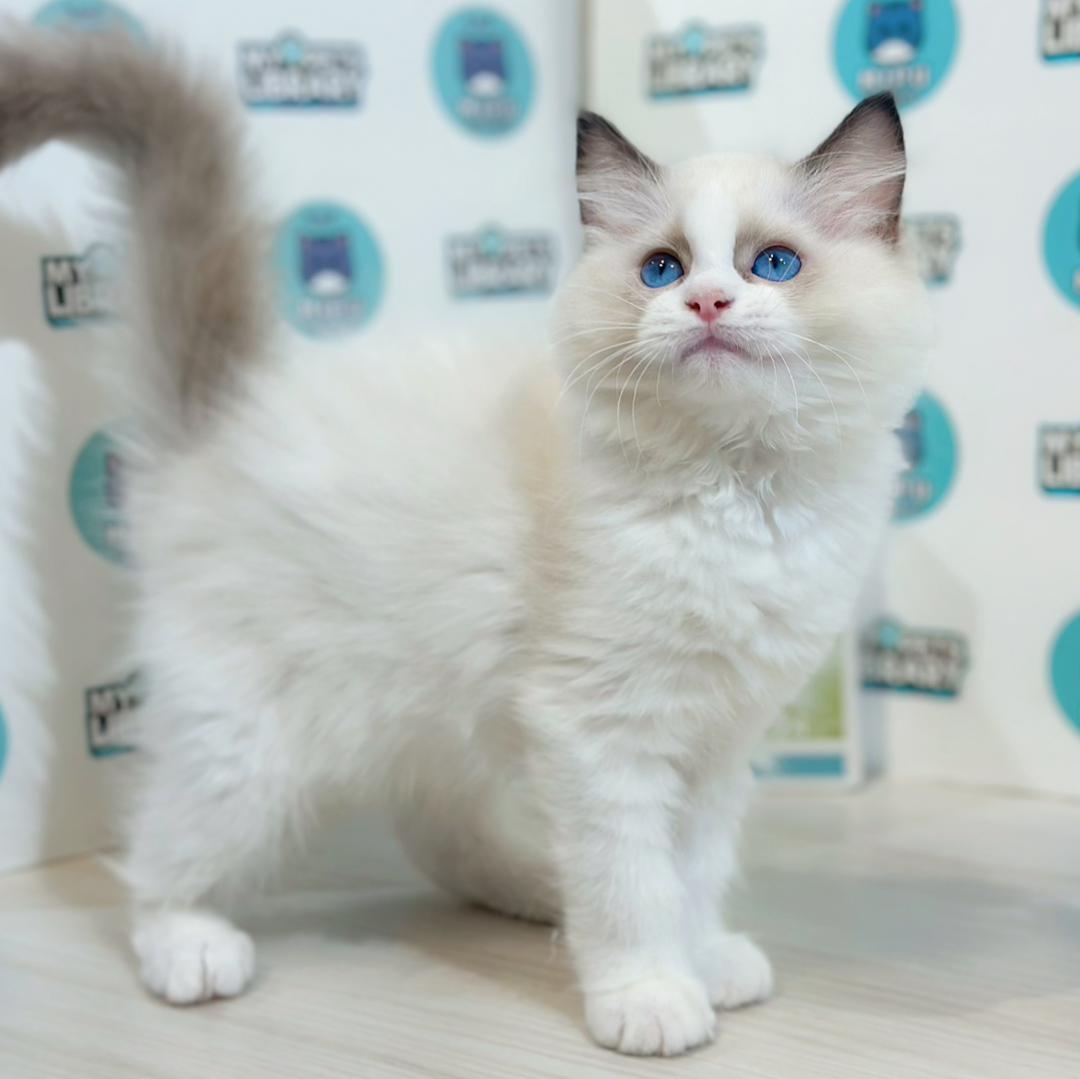 Ragdoll Kitten