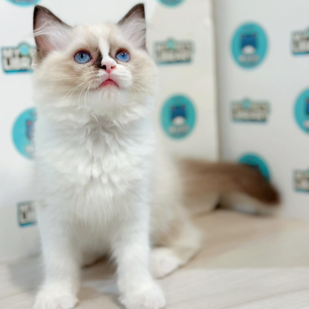 Ragdoll Kitten