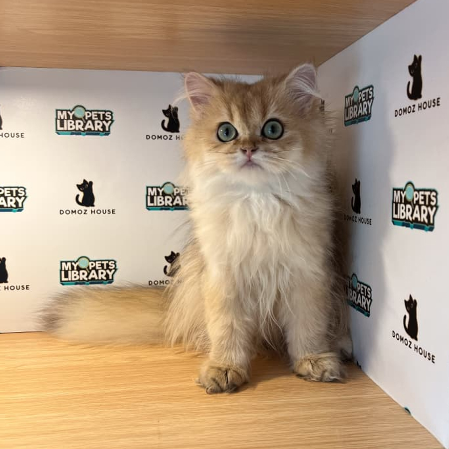 British Longhair Kitten