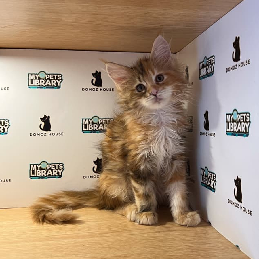 Maine Coon Kitten