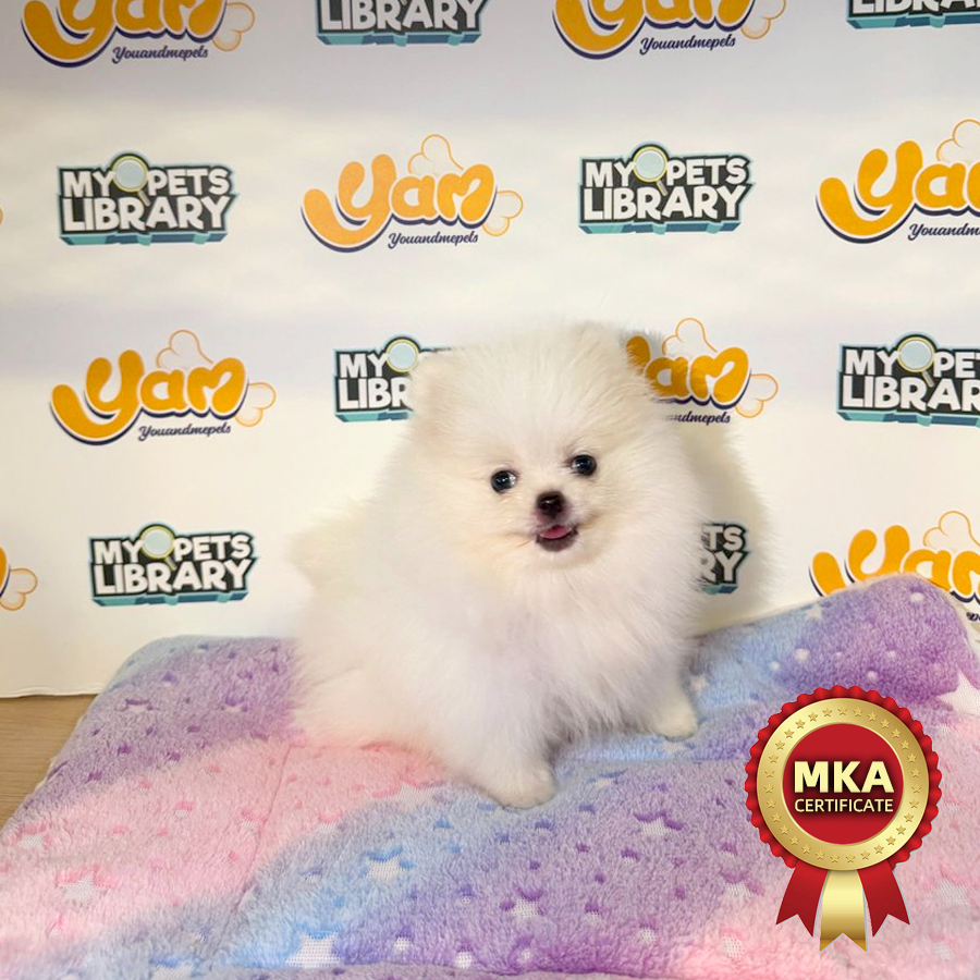 MKA Teacup Pomeranian Puppy