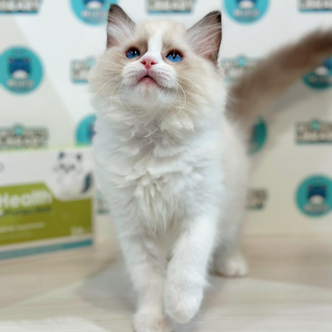 Ragdoll Kitten