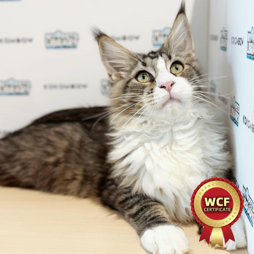 WCF Maine Coon Kitten