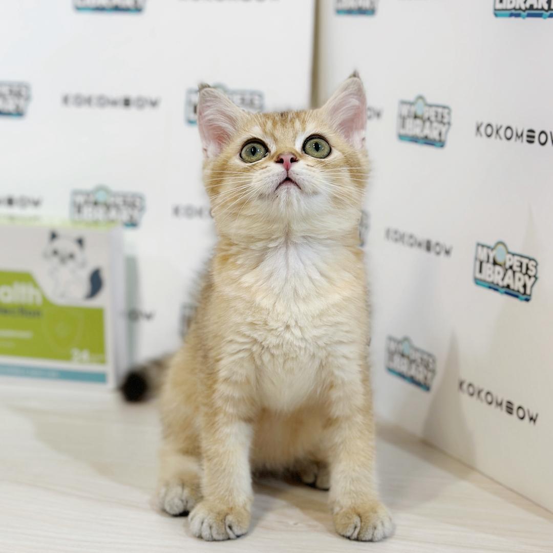 British Shorthair Kitten