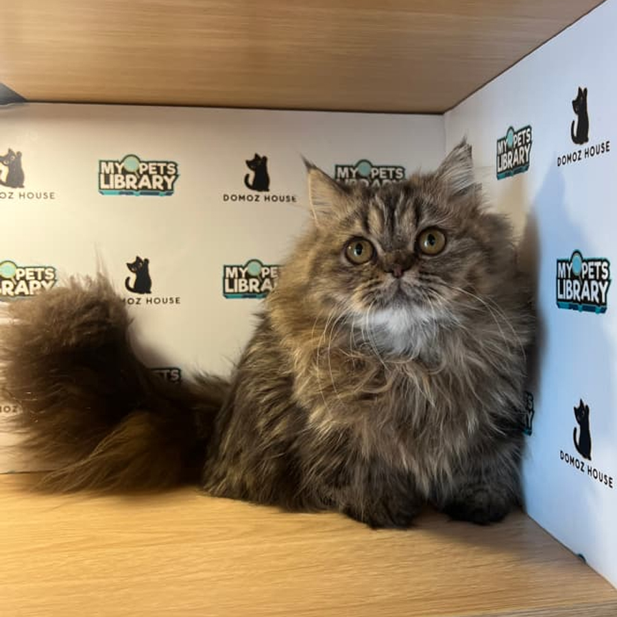 Minuet Napoeleon Kitten