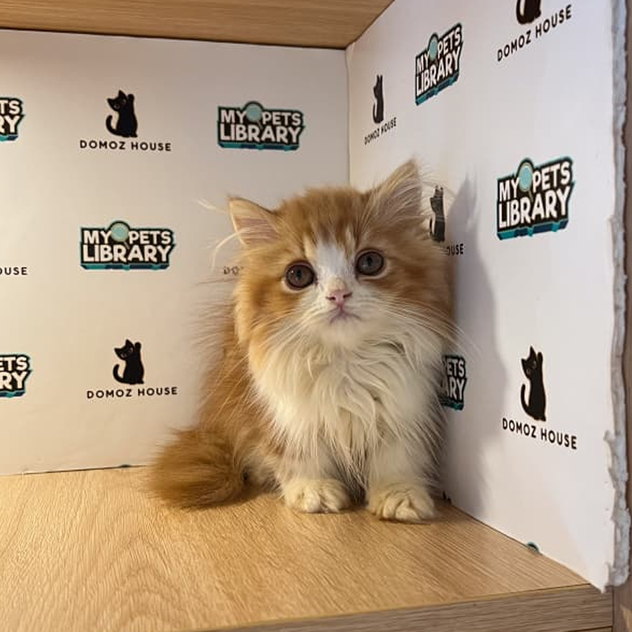 Minuet Napoeleon Kitten