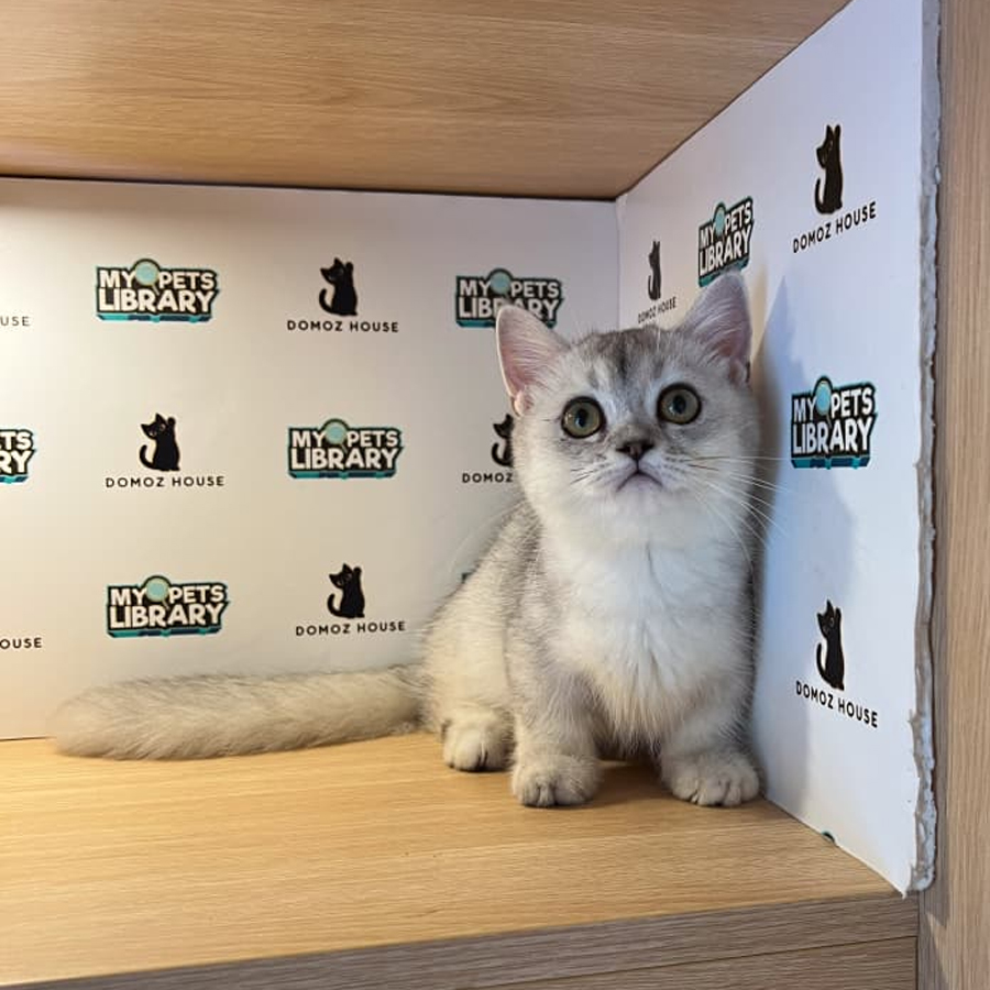 Munchkin Kitten