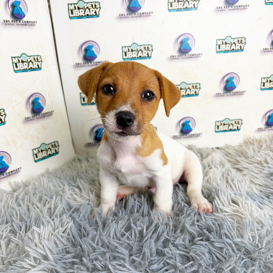 Jack Russell Puppy