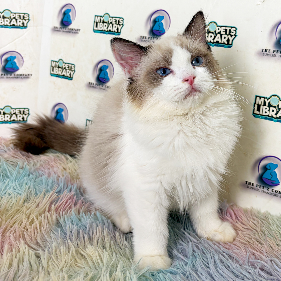 Ragdoll Kitten