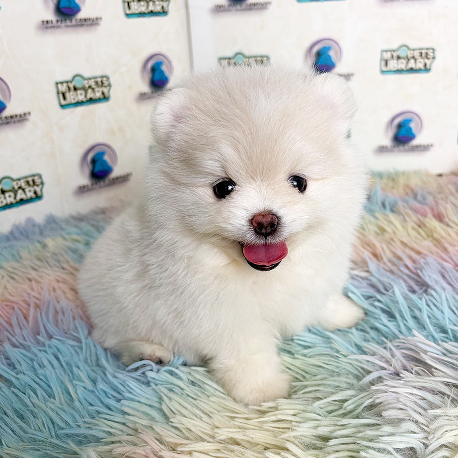 Pomeranian Puppy