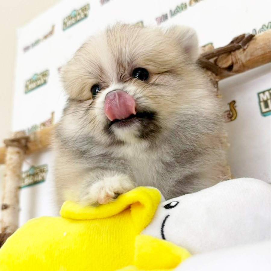 Tiny Pomeranian Puppy