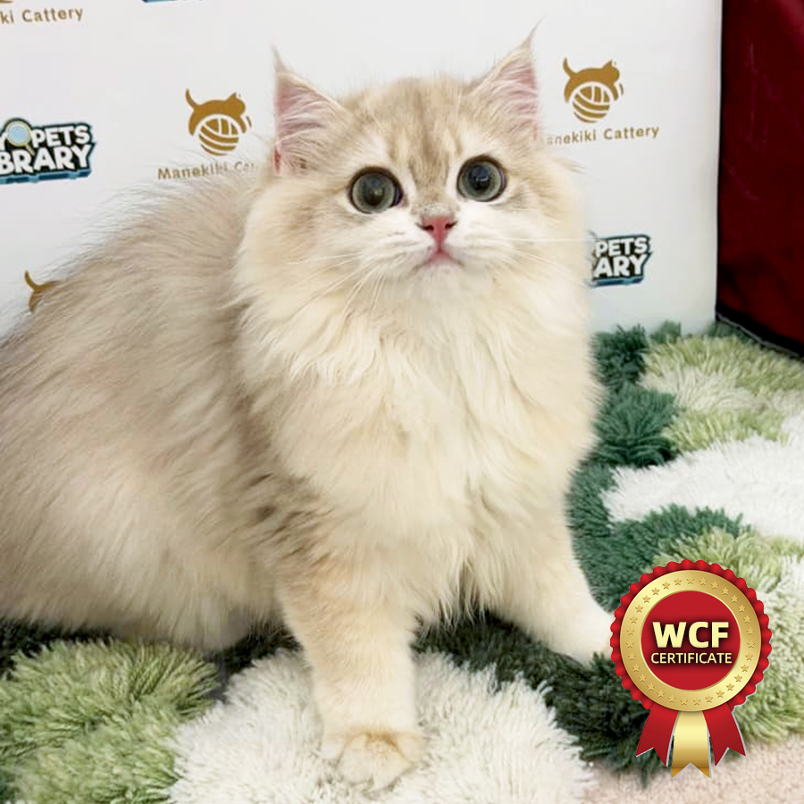 WCF British Longhair Kitten