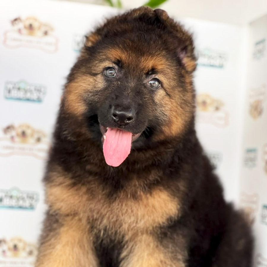 German Shepherd Puppy