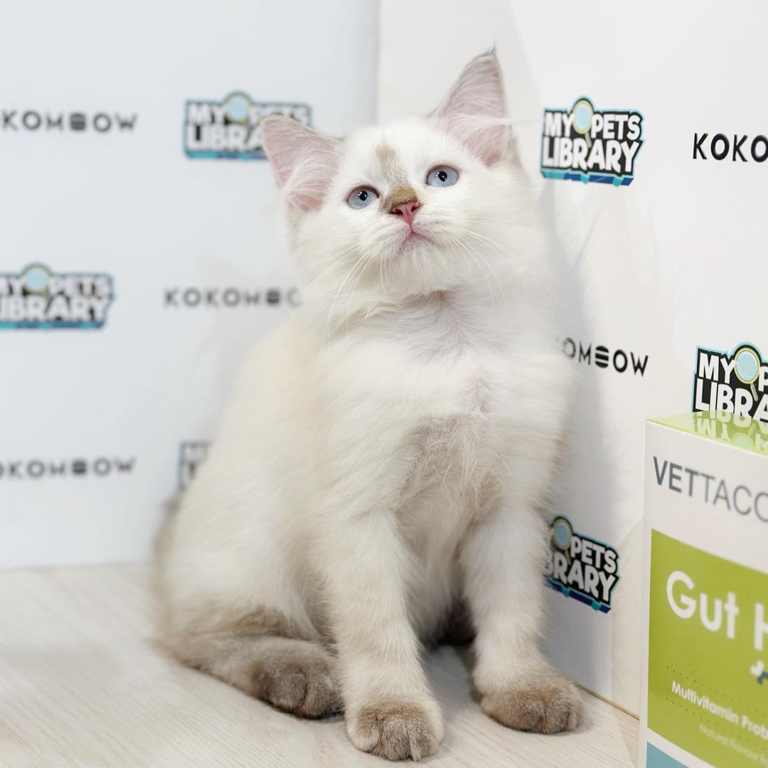 Maine Coon Persian Kitten
