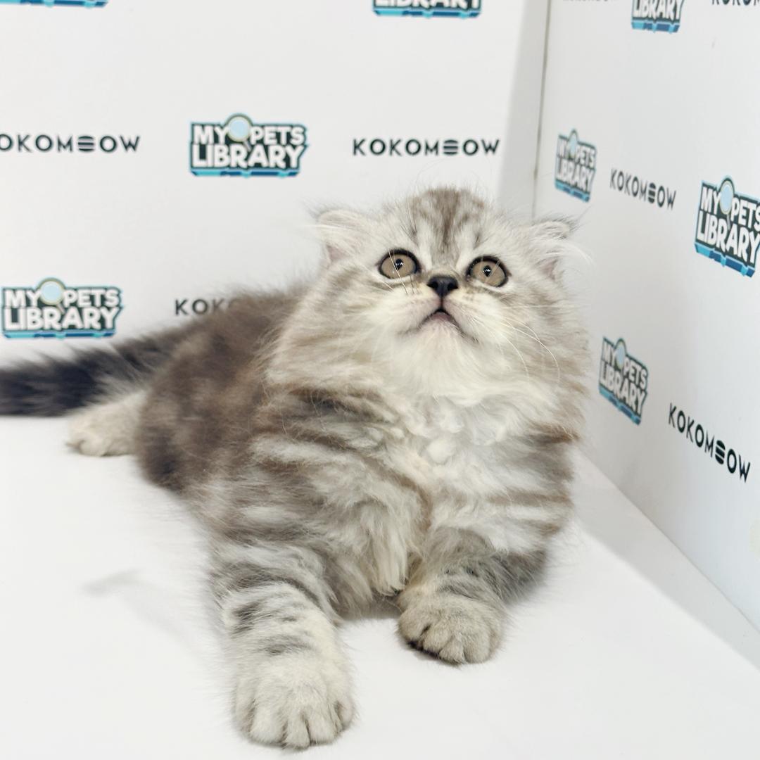 Scottish Persian Kitten