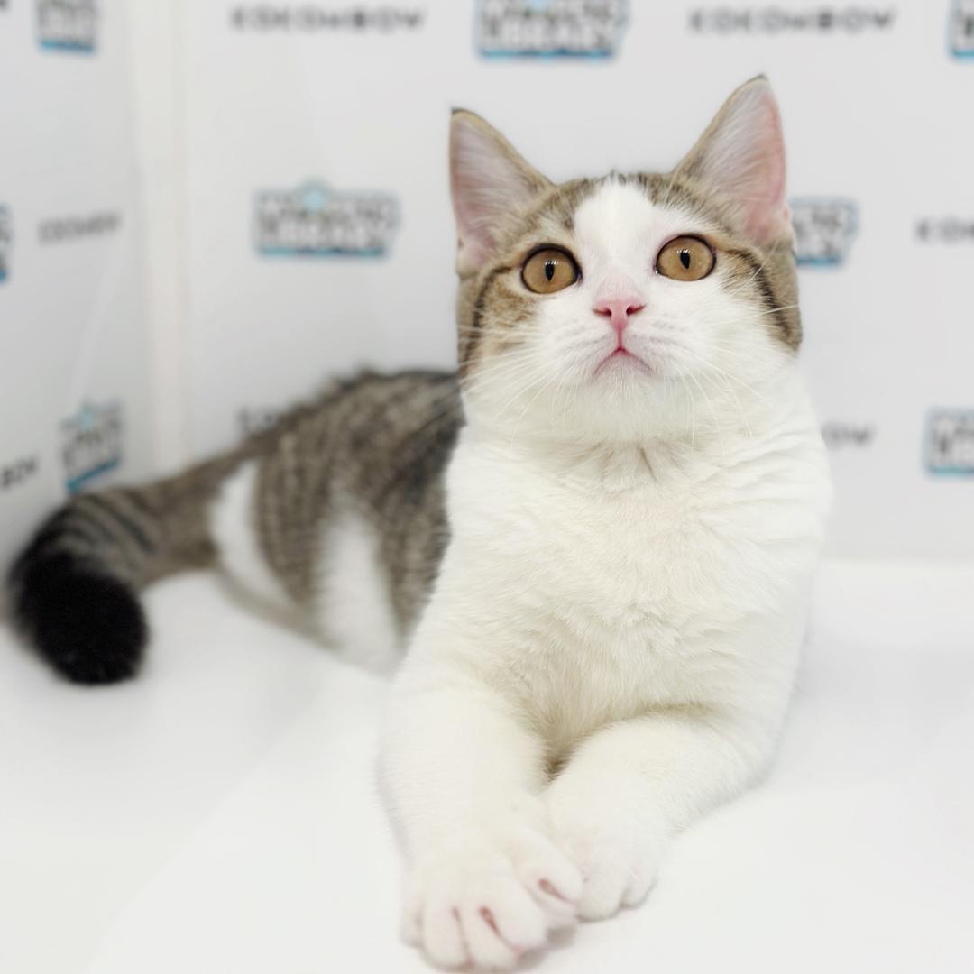 Scottishstraight Kitten