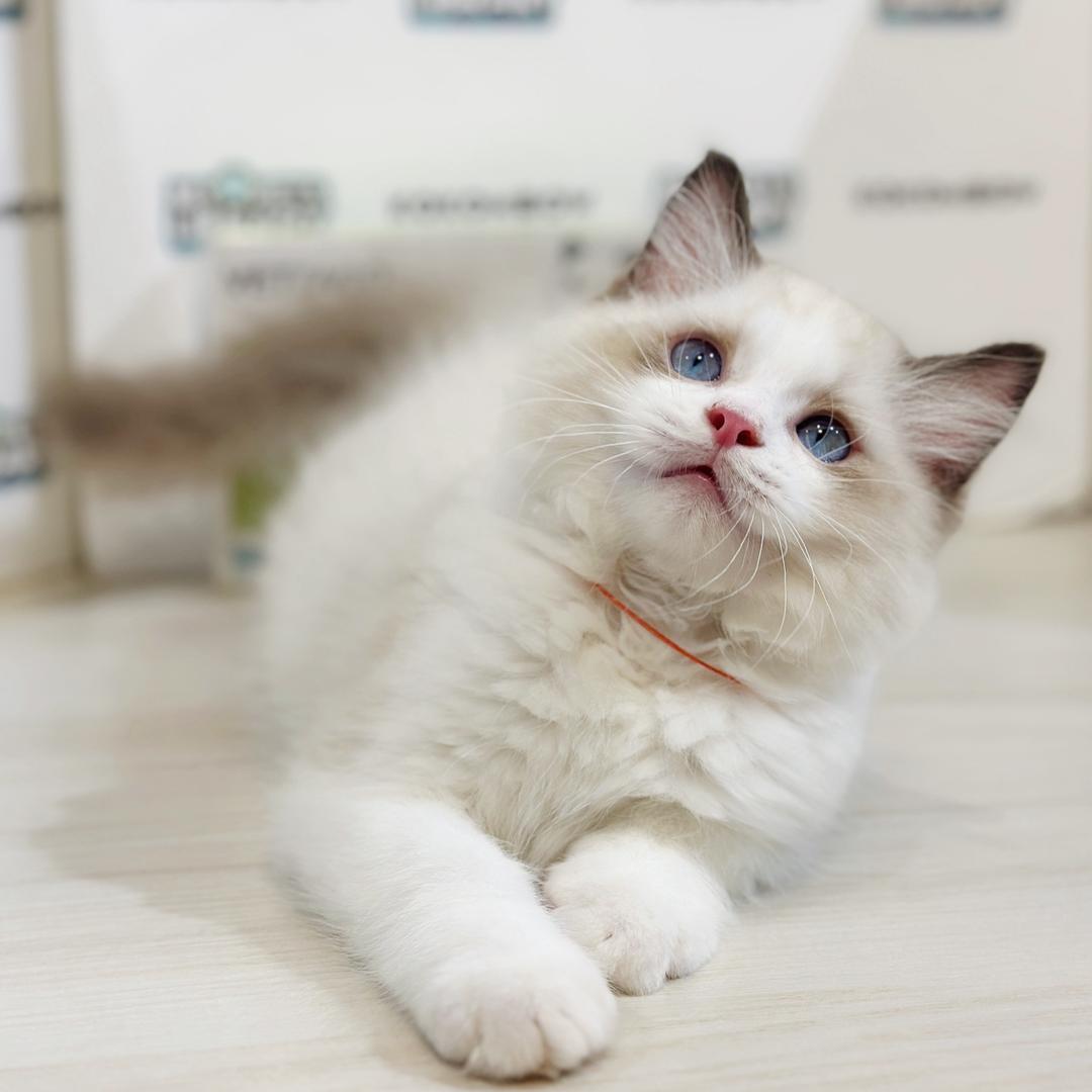 Ragdoll Kitten