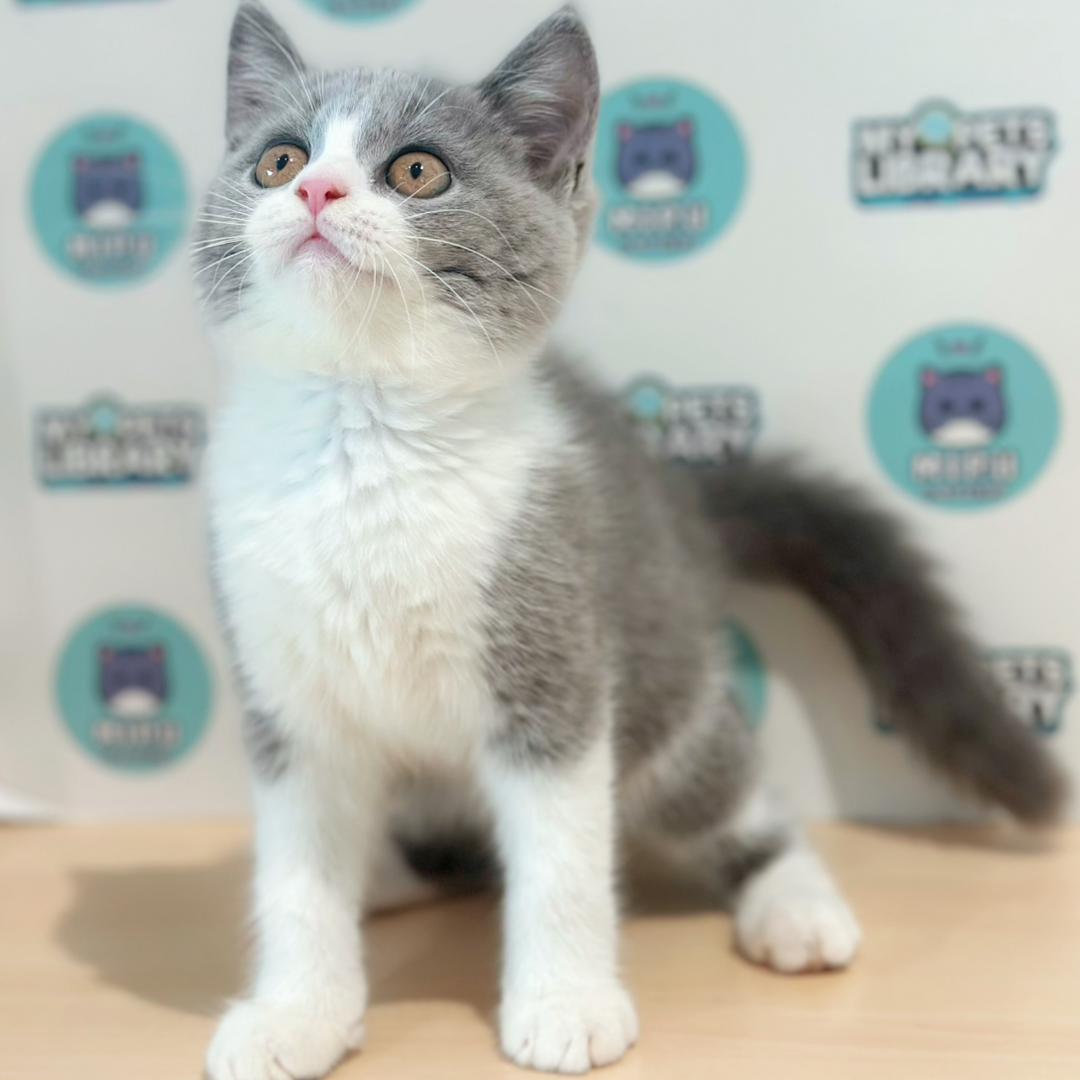 British Shorthair Kitten