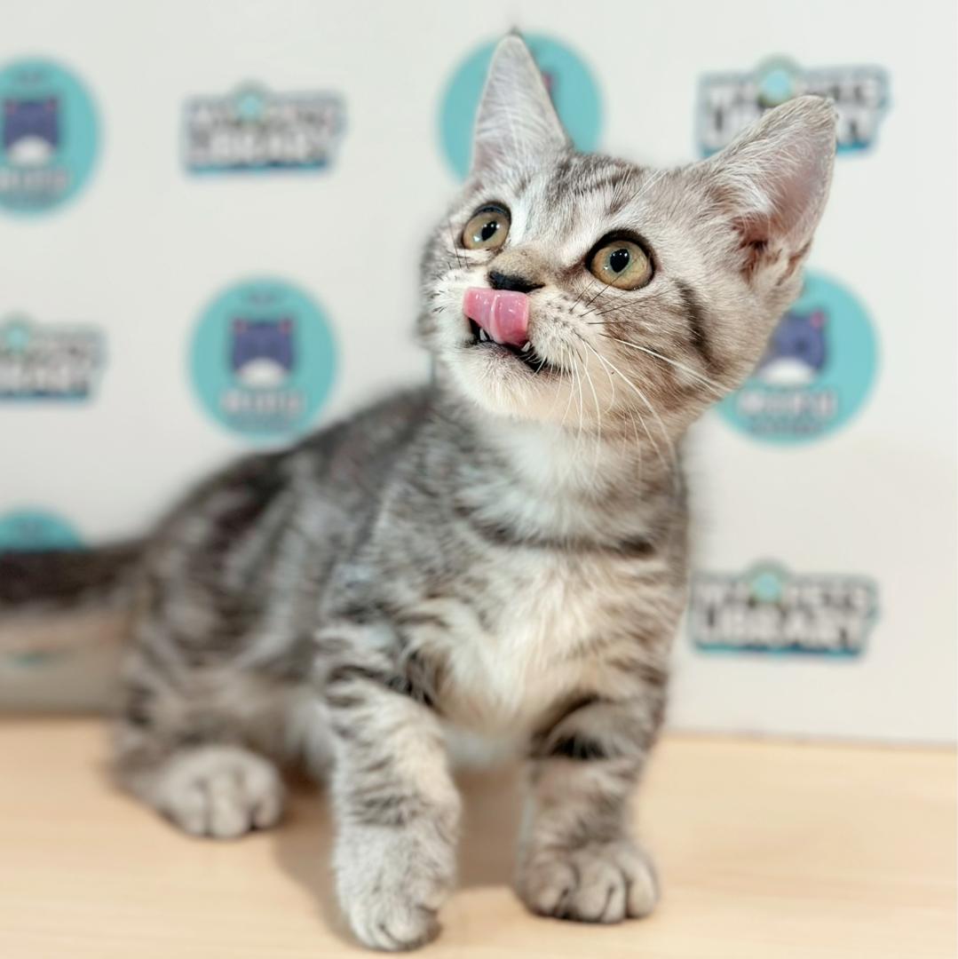 Short Munchkin American Shorthair Kitten