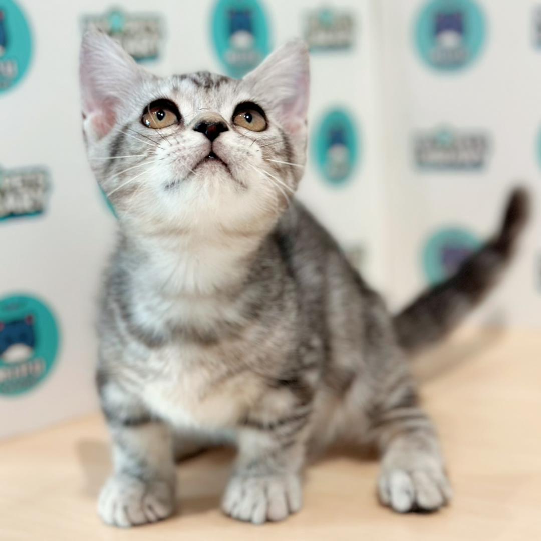 Short Munchkin American Shorthair Kitten