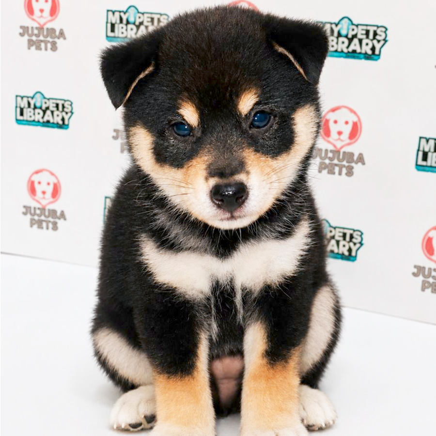 Shiba Inu Puppy