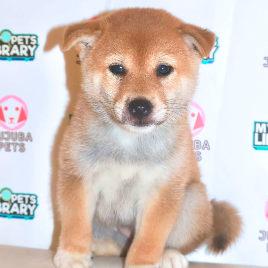 Shiba Inu Puppy