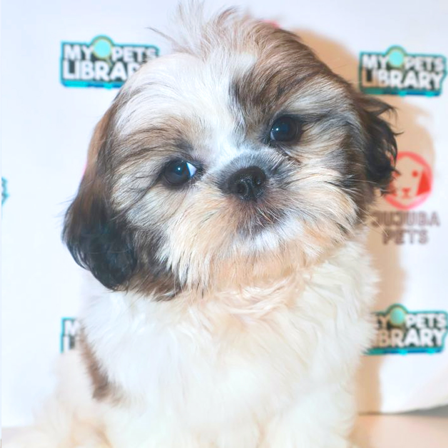 Shih Tzu Puppy