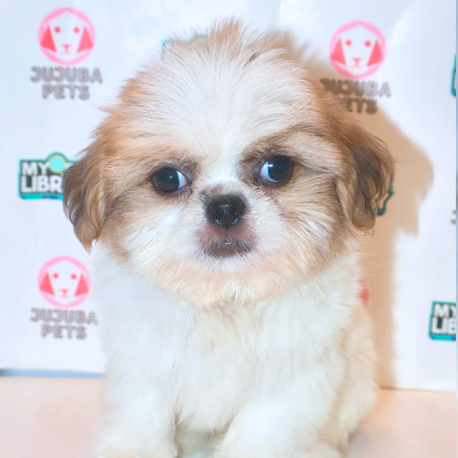 Shih Tzu Puppy