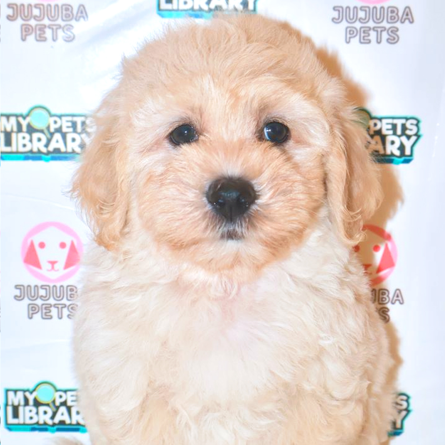 Maltichon Puppy