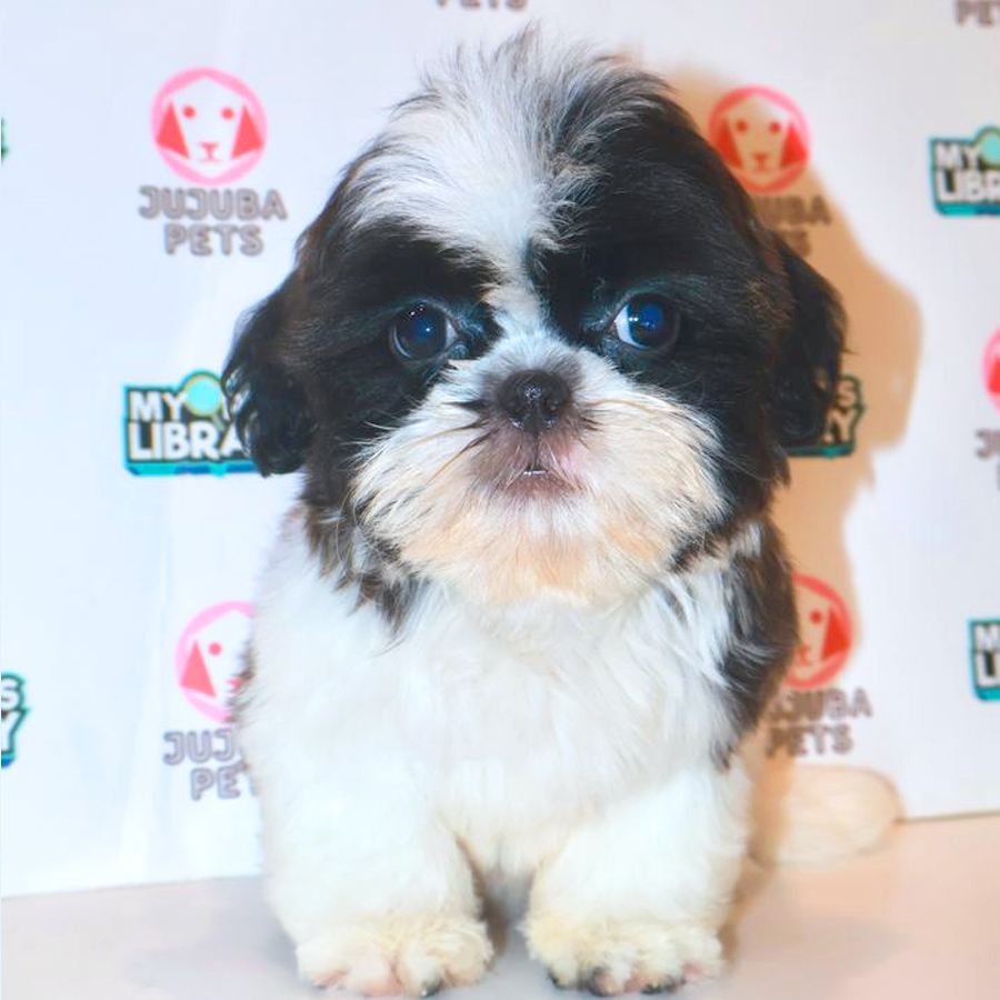 Shih Tzu Puppy