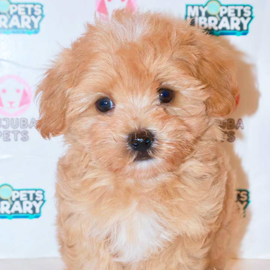Maltipoo Puppy
