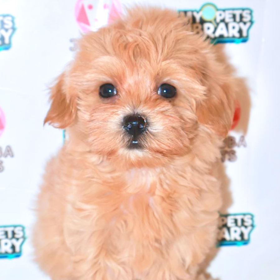 Maltipoo Puppy