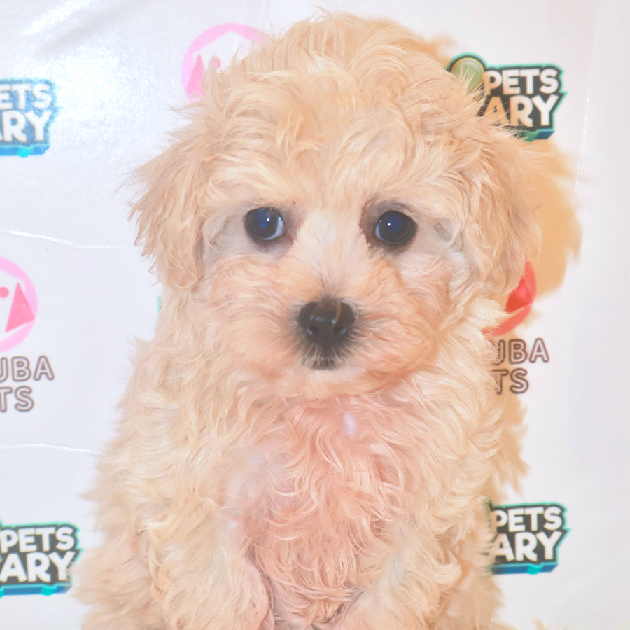 Maltipoo Puppy