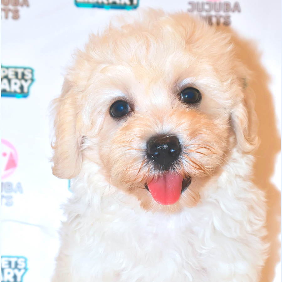 Maltipoo Puppy