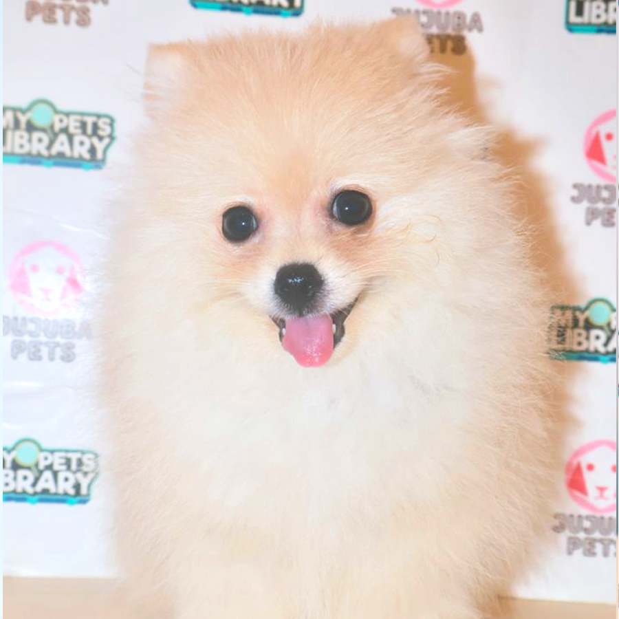 Pomeranian Puppy