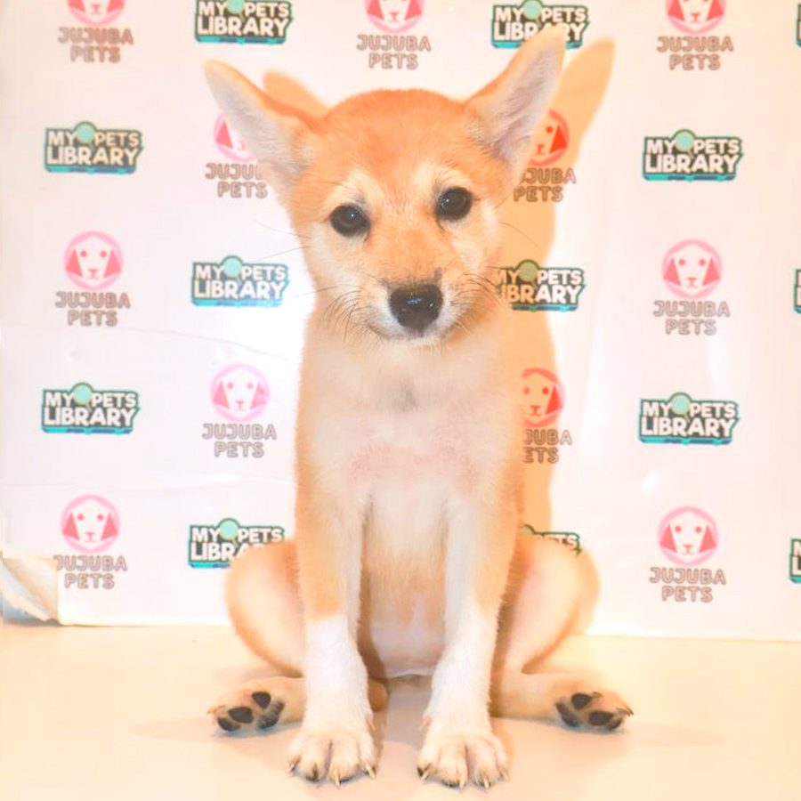 Shiba Inu Puppy