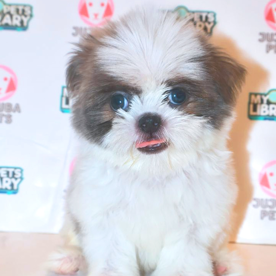 Shih Tzu Puppy