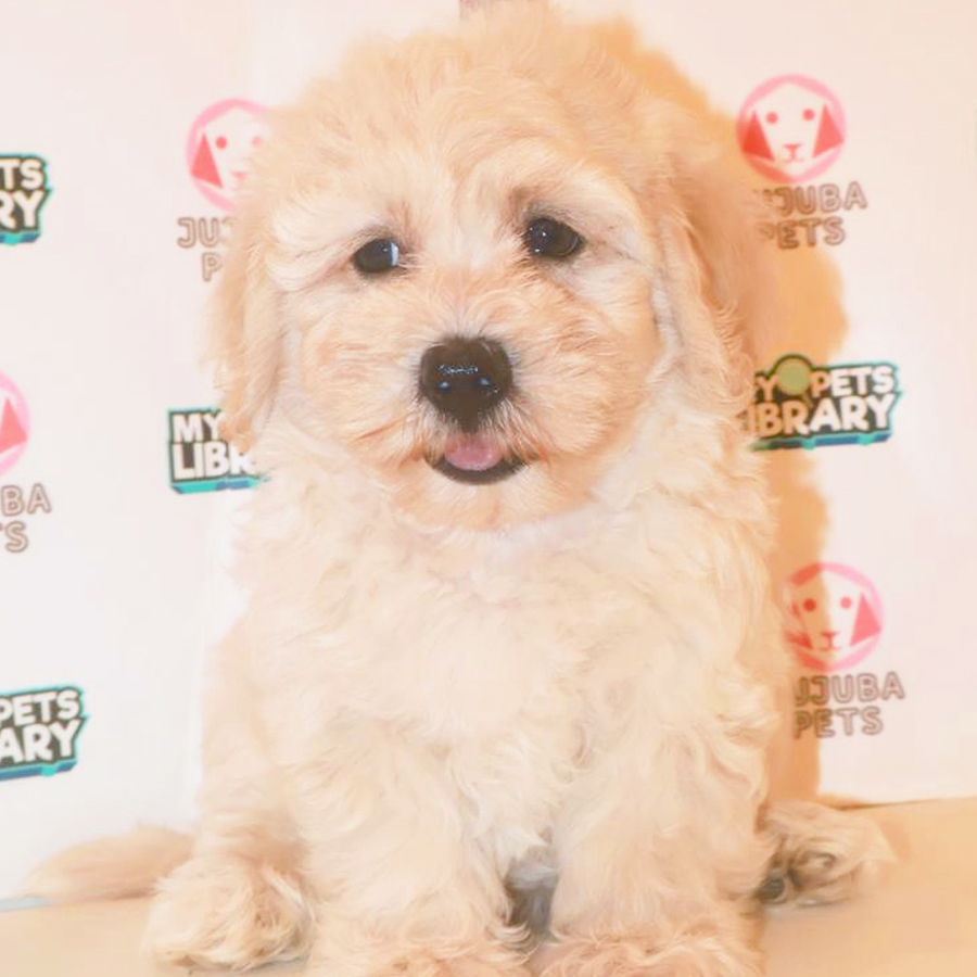 Maltipoo Puppy