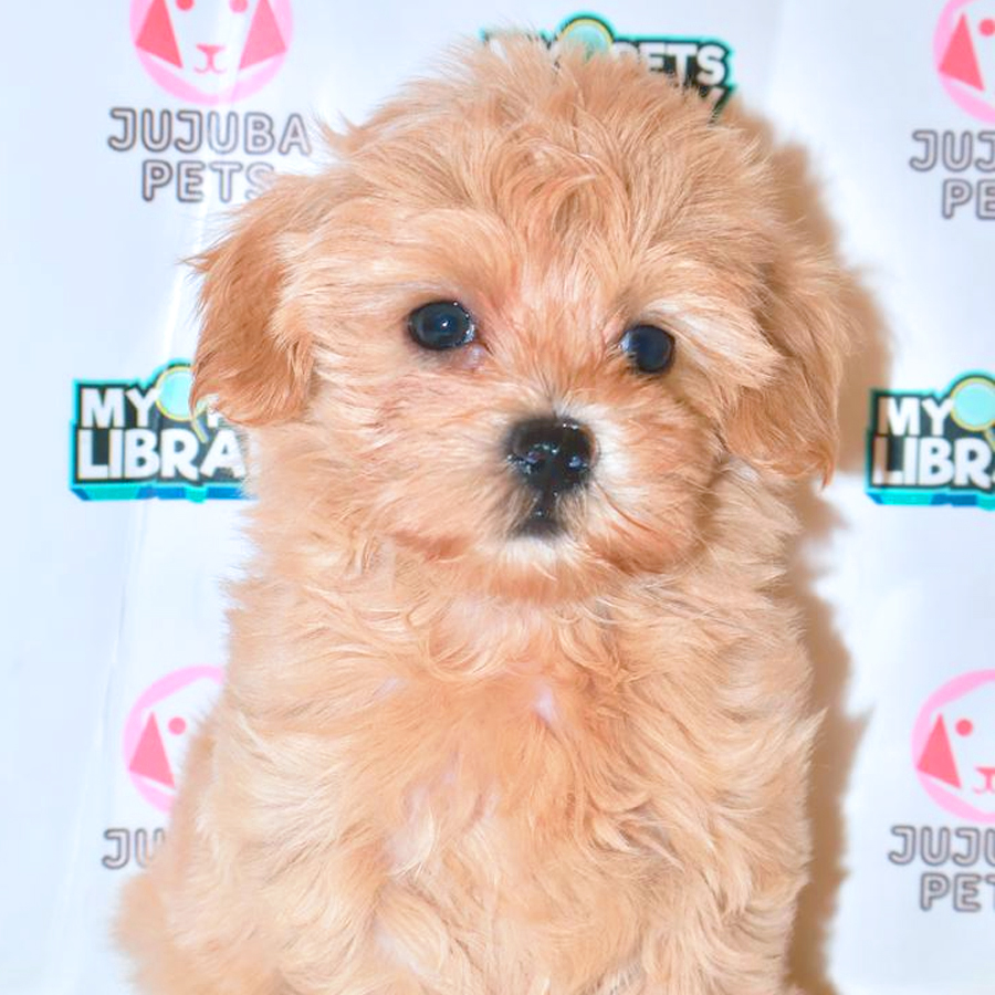Maltipoo Puppy