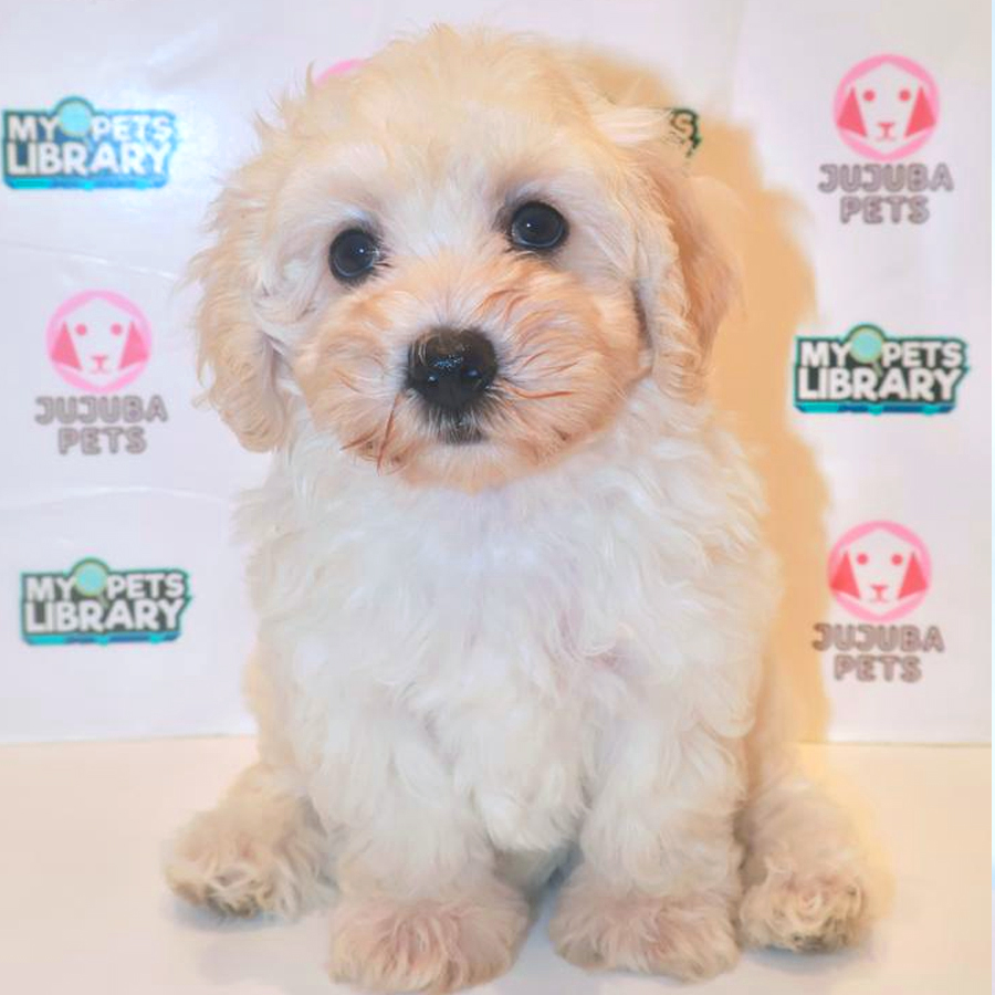 Maltipoo Puppy