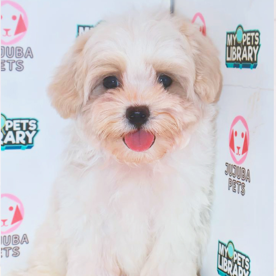 Maltipoo Puppy