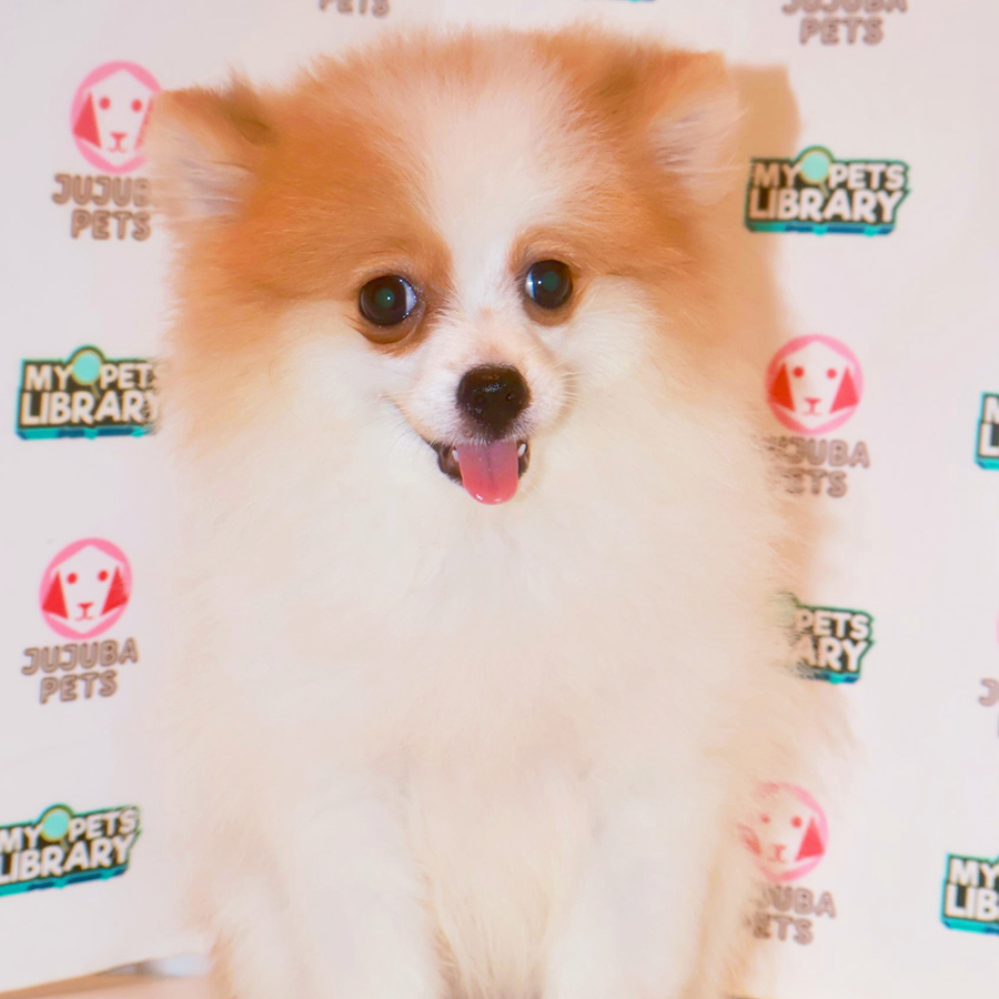 Pomeranian Puppy