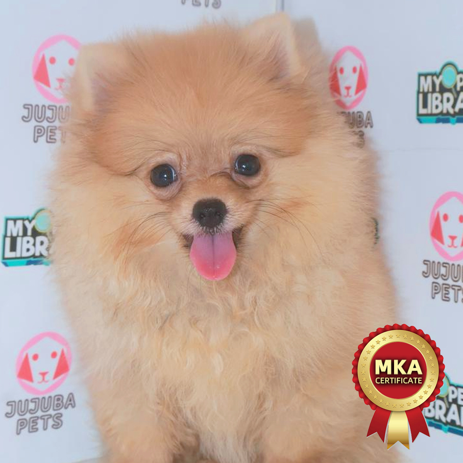 MKA Pomeranian Puppy